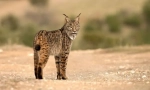 Lynx danski